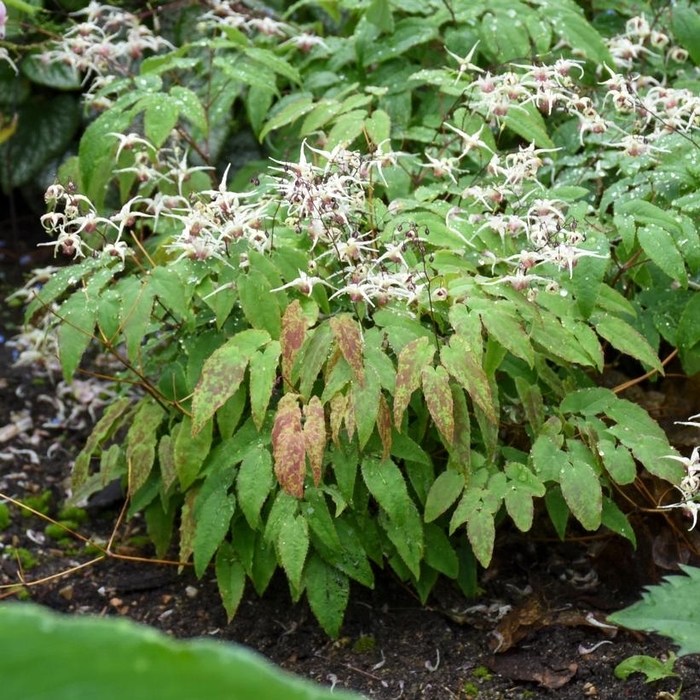 'Domino' Barrenwort - Epimedium from E.C. Brown's Nursery