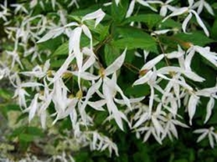 Bowman's Root - Gillenia trifoliata from E.C. Brown's Nursery