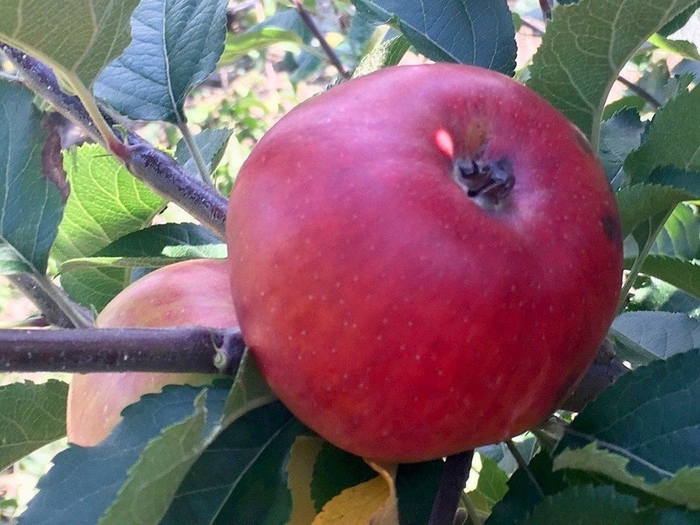 Reine Des Pommes - Malus 'Reine Des Pommes' from E.C. Brown's Nursery Reine Des Pommes - Malus 'Reine Des Pommes' from E.C. Brown's Nursery