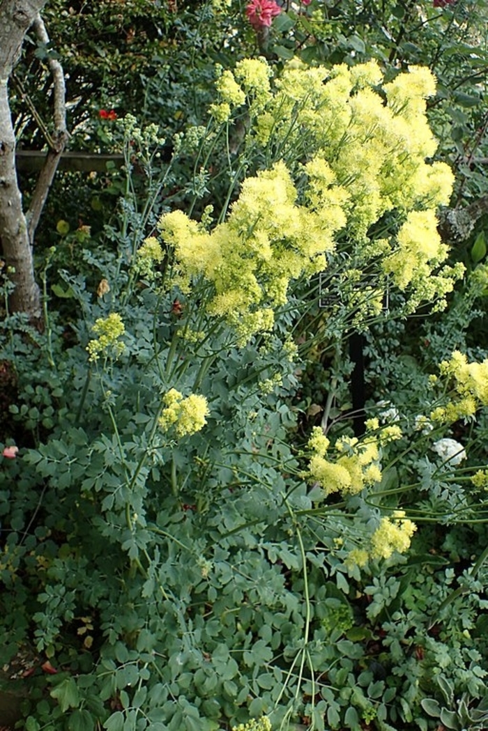 Yellow Meadow Rue - Thalictrum flavum var. glaucum from E.C. Brown's Nursery