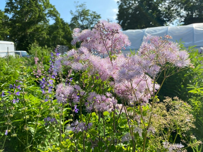 Meadow Rue (Ruth Joly) - Thalictrum aquilegifolium ('Ruth Joly' Meadow Rue) COPY COPY from E.C. Brown's Nursery