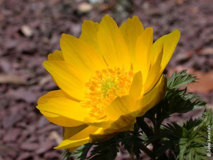Fukujukai Amur Adonis - Adonis amurensis 'Fukujukai' from E.C. Brown's Nursery Fukujukai Amur Adonis - Adonis amurensis 'Fukujukai' from E.C. Brown's Nursery