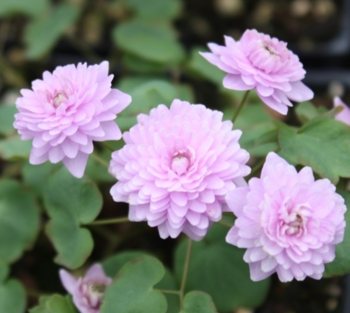 Schoaf's Double' Rue-anemone - Anemonella thalictroides ''Schoaf's Double' from E.C. Brown's Nursery Schoaf's Double' Rue-anemone - Anemonella thalictroides ''Schoaf's Double' from E.C. Brown's Nursery