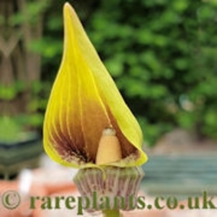 Tibetan Jack-in-the-pulpit - Arisamea flavum ssp tibeticum from E.C. Brown's Nursery