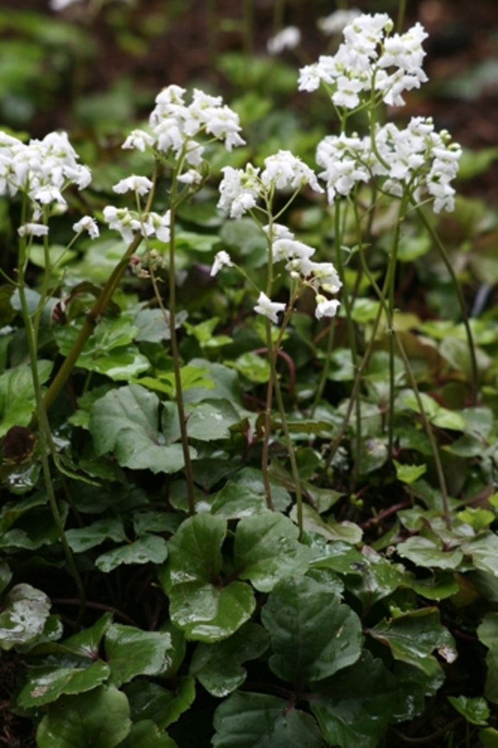 Three-flower Cardamine - Cardamine trifoliata from E.C. Brown's Nursery