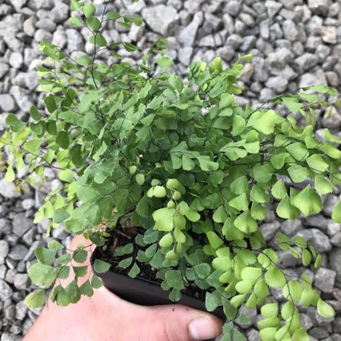 Himalayan Maidenhair Fern - Adiantum venustum from E.C. Brown's Nursery