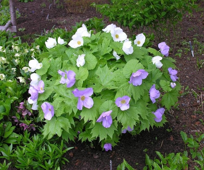 Japanese Wood Poppy - Glaucidium palmatum from E.C. Brown's Nursery