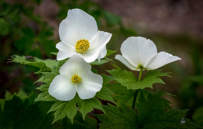 White Japanese Wood Poppy - Glaucidium palmatum f. leucanthum from E.C. Brown's Nursery