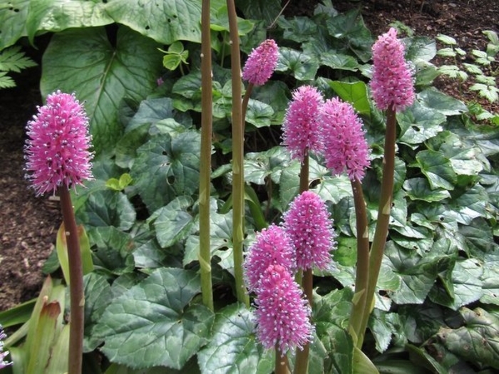 Swamp Pink - Helonias bullata from E.C. Brown's Nursery Swamp Pink - Helonias bullata from E.C. Brown's Nursery