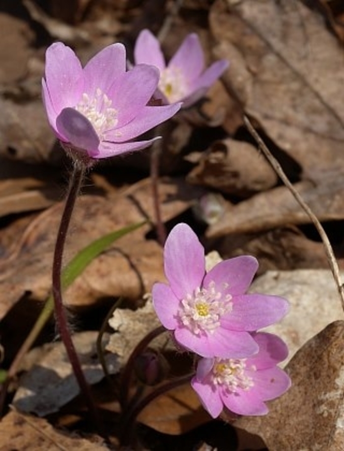 Sharp-lobed Liverwort - Hepatica acutiloba pink from E.C. Brown's Nursery