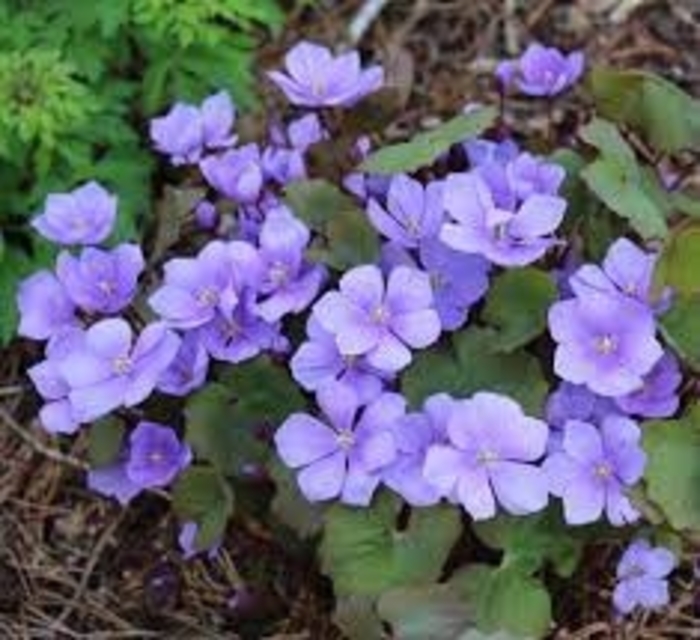 Asian Twinleaf - Jeffersonia dubia from E.C. Brown's Nursery Asian Twinleaf - Jeffersonia dubia from E.C. Brown's Nursery
