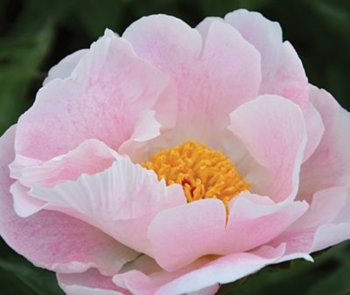 Chiffon Clouds Peony - Paeonia lactiflora from E.C. Brown's Nursery Chiffon Clouds Peony - Paeonia lactiflora from E.C. Brown's Nursery