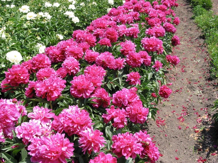 Shawnee Chief Peony - Paeonia lactiflora 'Shawnee Chief' from E.C. Brown's Nursery