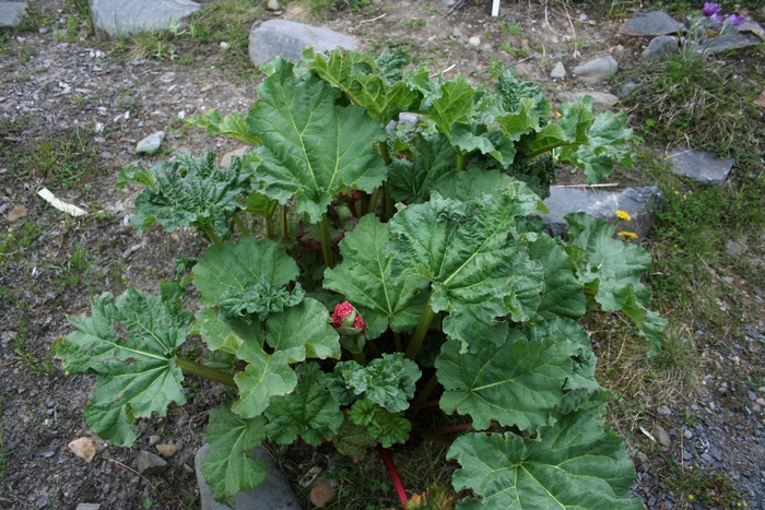 Himalayan Rhubarb - Rheum australe from E.C. Brown's Nursery Himalayan Rhubarb - Rheum australe from E.C. Brown's Nursery