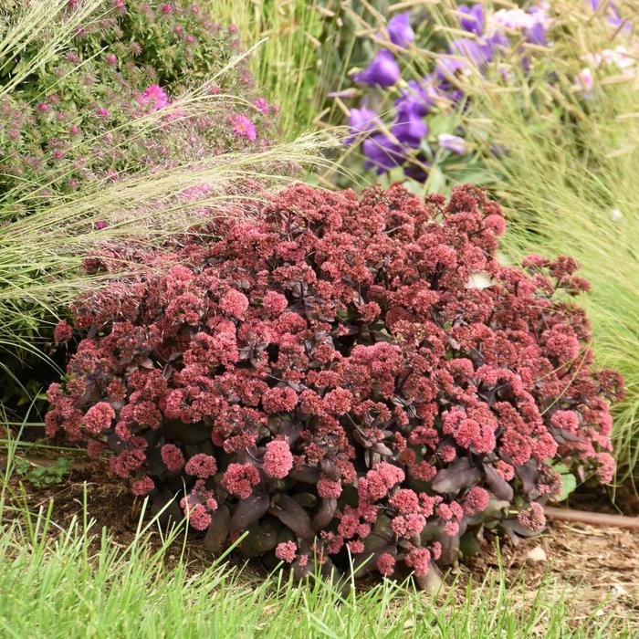 Rock 'N Grow® 'Midnight Velvet' - Sedum hybrid from E.C. Brown's Nursery