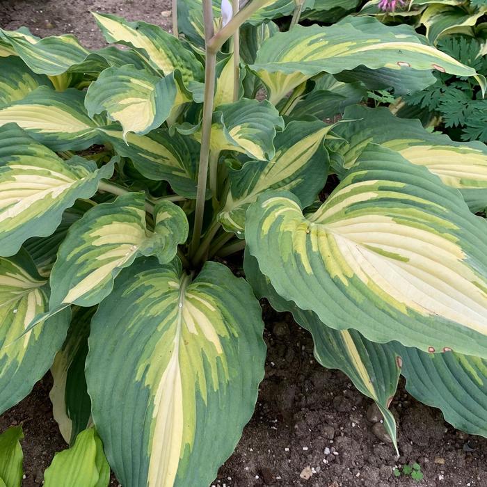 Shadowland® 'Love Story' - Hosta (Hosta, Plantain Lily) from E.C. Brown's Nursery