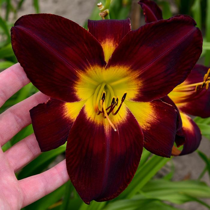 Rainbow Rhythm® 'Persian Ruby' - Hemerocallis (Daylily) from E.C. Brown's Nursery Rainbow Rhythm® 'Persian Ruby' - Hemerocallis (Daylily) from E.C. Brown's Nursery
