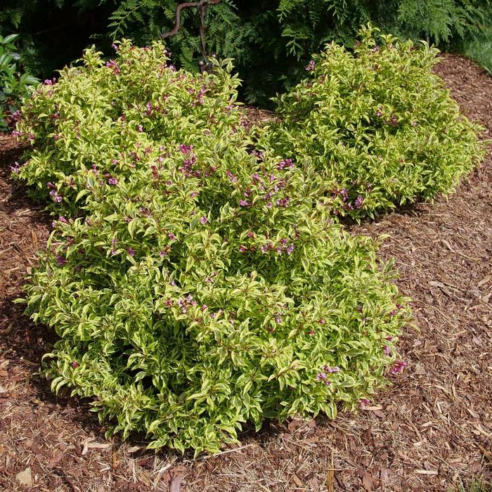 Bubbly Wine™ - Weigela florida from E.C. Brown's Nursery Bubbly Wine™ - Weigela florida from E.C. Brown's Nursery