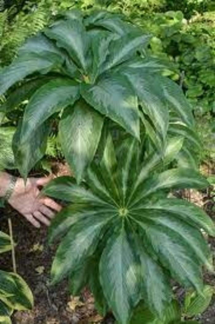 Himalayan Cobra Lily - Arisaema consanguineum 'Poseidon' from E.C. Brown's Nursery