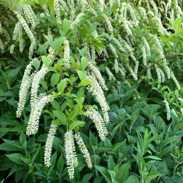 Henry's Garnet Sweetspire - Itea virginica Henry's Garnet from E.C. Brown's Nursery