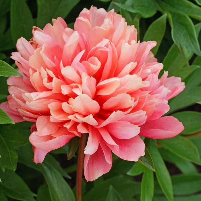 Lorelei Peony - Peaonia x 'Lorelei' from E.C. Brown's Nursery