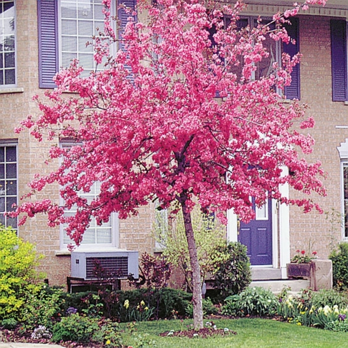 'Radiant ' Crabapple - Malus 'Radiant' from E.C. Brown's Nursery