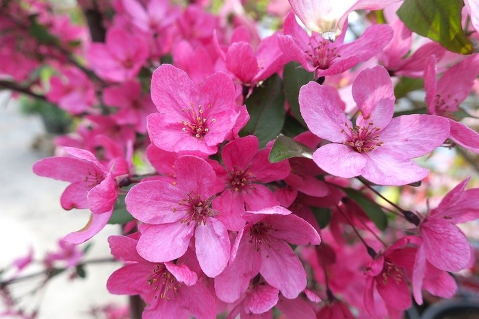 'Indian Summer' Crabapple - Malus hybrid 'Indian Summer' from E.C. Brown's Nursery