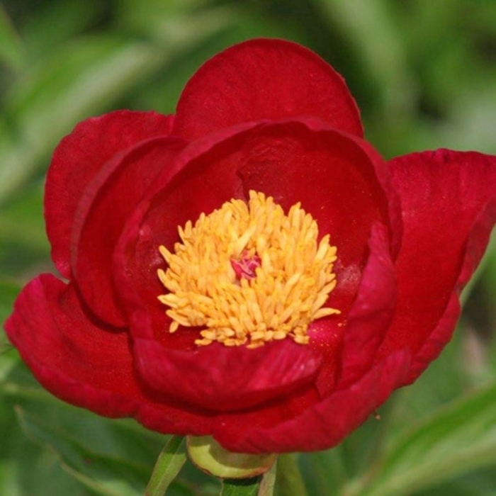 Crimson Classic Peony - Paeonia lactiflora 'Crimson Classic' from E.C. Brown's Nursery Crimson Classic Peony - Paeonia lactiflora 'Crimson Classic' from E.C. Brown's Nursery