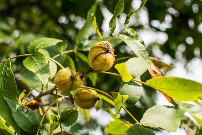Bitternut, Yellow bud Hickory - Carya cordiformis from E.C. Brown's Nursery