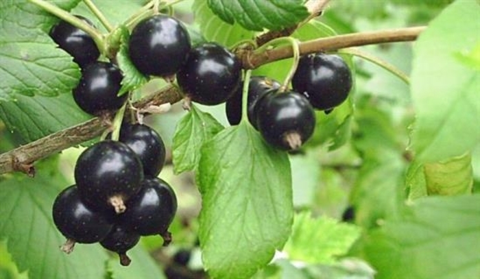 Belorusskaya Black Currant - Ribes nigra 'Beloarusskaya' from E.C. Brown's Nursery Belorusskaya Black Currant - Ribes nigra 'Beloarusskaya' from E.C. Brown's Nursery