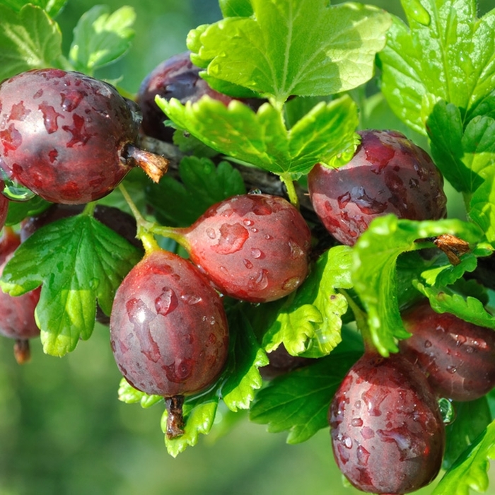 Hinnonmaki Red Gooseberry - Ribes uva-crispa 'Hinnonmaki Red' from E.C. Brown's Nursery