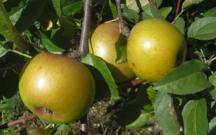 Yellow Newton SD Apple - Apple 'Yellow Newton' from E.C. Brown's Nursery Yellow Newton SD Apple - Apple 'Yellow Newton' from E.C. Brown's Nursery