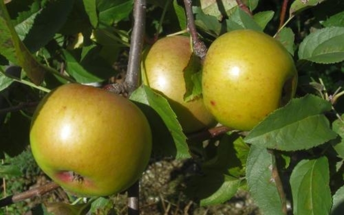 Yellow Newton SD Apple - Apple 'Yellow Newton' from E.C. Brown's Nursery