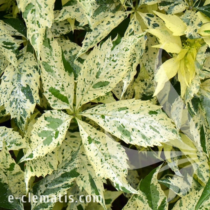 Star Showers Virginia Creeper - Parthenocissus quinquefolia 'Star Showers' from E.C. Brown's Nursery