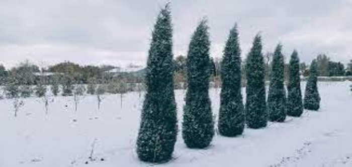 'Woodward' Juniper - Juniperus scopulorum 'Woodward' from E.C. Brown's Nursery