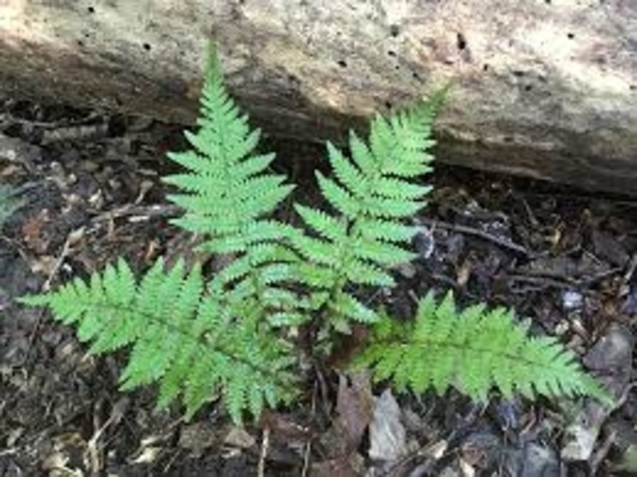 New York Fern - Thelypteris novaboracensis from E.C. Brown's Nursery New York Fern - Thelypteris novaboracensis from E.C. Brown's Nursery