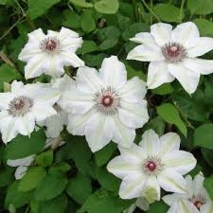 Miss Bateman Clematis - Clematis x 'Miss Bateman' from E.C. Brown's Nursery