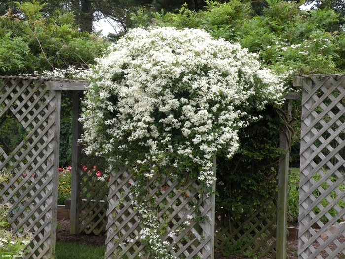 Old Mans Beard - Clematis virginiana from E.C. Brown's Nursery Old Mans Beard - Clematis virginiana from E.C. Brown's Nursery