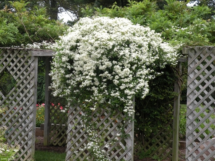 Old Mans Beard - Clematis virginiana from E.C. Brown's Nursery