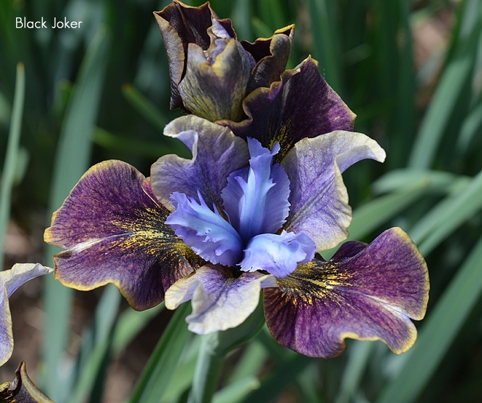Peacock Butterfly® 'Black Joker' - Iris sibirica (Siberian Iris) from E.C. Brown's Nursery Peacock Butterfly® 'Black Joker' - Iris sibirica (Siberian Iris) from E.C. Brown's Nursery