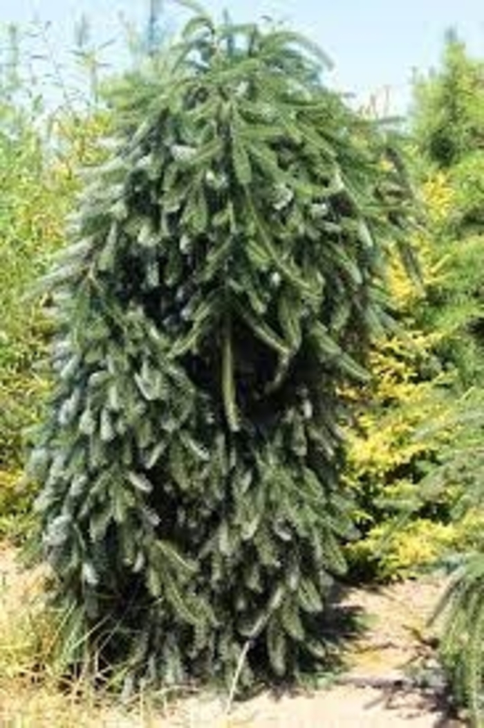 Green Spiral Silver Fir - Abies alba 'Green Spiral' (Silver Fir) from E.C. Brown's Nursery Green Spiral Silver Fir - Abies alba 'Green Spiral' (Silver Fir) from E.C. Brown's Nursery