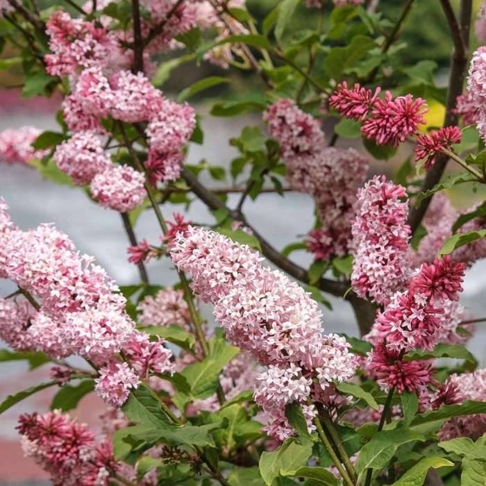 Miss Canada Lilac - Syringa x prestoniae ''Miss Canada'' from E.C. Brown's Nursery Miss Canada Lilac - Syringa x prestoniae ''Miss Canada'' from E.C. Brown's Nursery