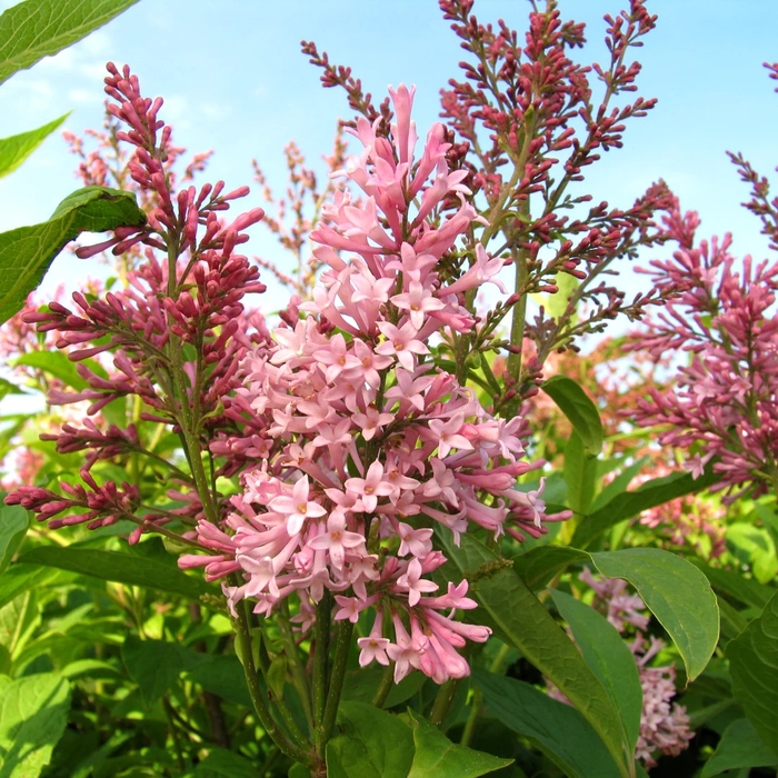 Lilac - Syringa x prestoniae 'James MacFarlane' from E.C. Brown's Nursery Lilac - Syringa x prestoniae 'James MacFarlane' from E.C. Brown's Nursery