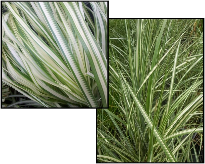 Multiple Varieties Assorted, Reed Grass - Calamagrostis 'Multiple Varieties' (Assorted, Reed Grass) from E.C. Brown's Nursery