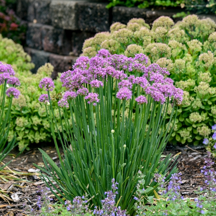 Pincushion Hosta - Allium 'Pincushion' from E.C. Brown's Nursery