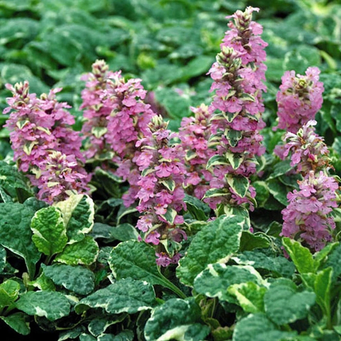 Pink Lightning Bugleweed - Ajuga reptans 'Pink Lightning' from E.C. Brown's Nursery