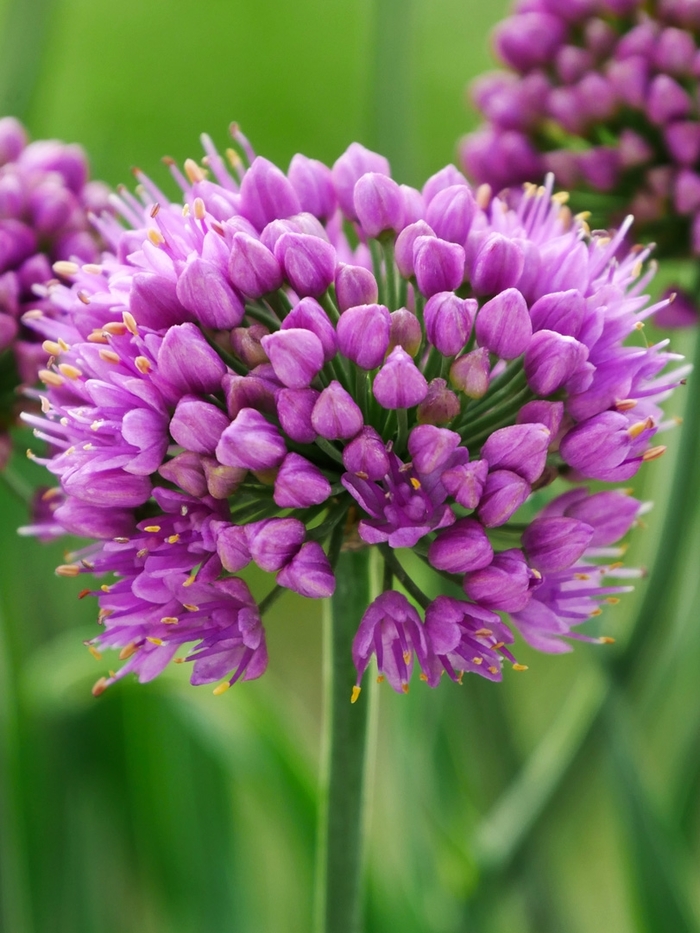 Little Sapphire Ornamental Onion - Allium 'Little Sapphire' from E.C. Brown's Nursery