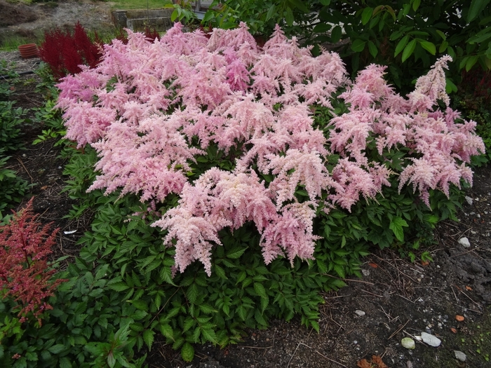 Fireworks Pink Astilbe - Astilbe ch. 'Fireworks Pink'' from E.C. Brown's Nursery