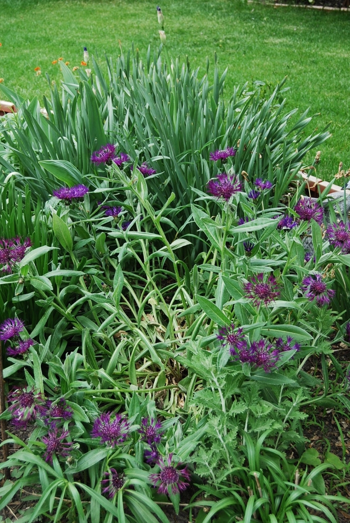 Bachelor's Button - Centaurea montana 'Amethyst Dream' from E.C. Brown's Nursery Bachelor's Button - Centaurea montana 'Amethyst Dream' from E.C. Brown's Nursery