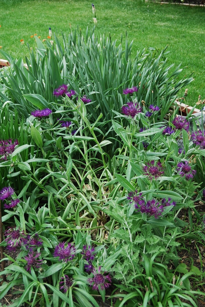 Bachelor's Button - Centaurea montana 'Amethyst Dream' from E.C. Brown's Nursery